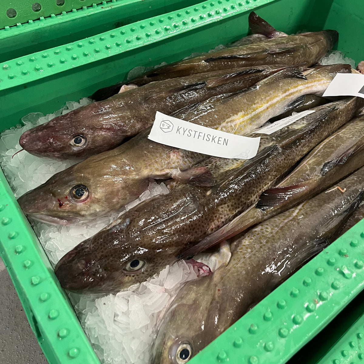 Torskefilet (Påske)