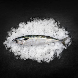 Danske bundgarns makreller fra Skagen