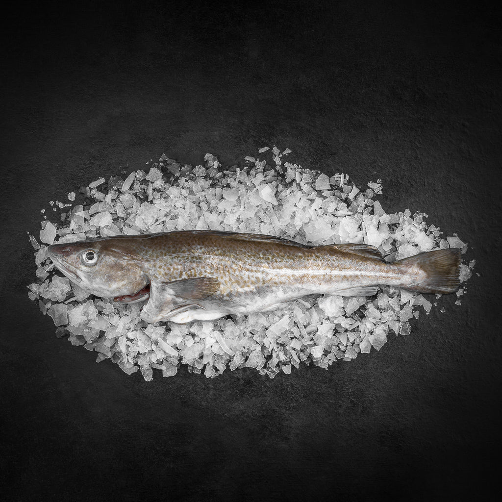 Torsk hel - Kystfisken